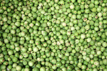 Green Wild Eggplant in market to sale. turkey berries background.