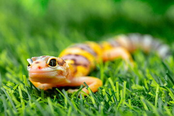 Lizard Eublepharis on a green lawn. Reptile gecko is yellow-spotted. Exotic tropical animal in the...