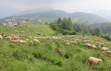 Fototapeta premium flock with many white sheep already shorn for the production of wool grazing