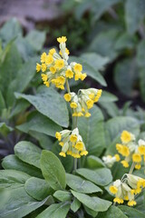 Obraz premium Primula eliator au jardin