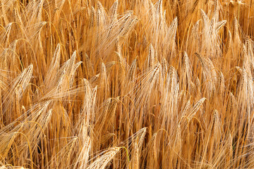 yellow background with golden wheat ears of wheat ripened for harvest