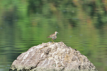 Wood sandpiper on rock