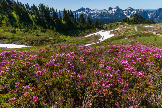 wild pink mountain heather and other wild flowers such as western anemone and Indian paintbrush scattered on the trails and meadows of mt.Rainier national park in Washington State .