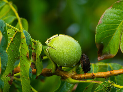 a walnut that ripens on a tree