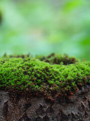 Natural green moss for product presentation or packaging. Background for cosmetic products. A pedestal for an empty show.