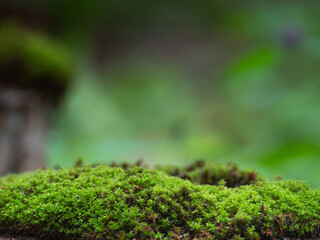 Natural green moss for product presentation or packaging. Background for cosmetic products. A pedestal for an empty show.