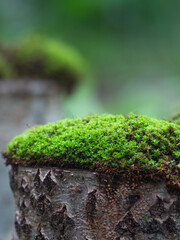 Natural green moss for product presentation or packaging. Background for cosmetic products. A pedestal for an empty show.