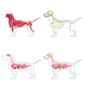 犬の骨格図、解剖図、筋肉