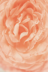 Blurred background with rose. Copy space for your text. Mock up template. Can be used for wallpaper, wedding card.