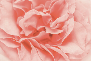 Fototapeta premium Blurred background with rose. Copy space for your text. Mock up template. Can be used for wallpaper, wedding card.