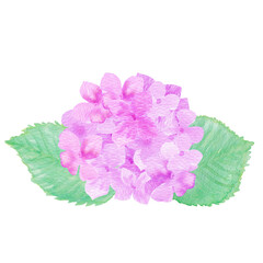 イラスト素材：水彩絵の具で手描きした6月の梅雨時期に咲く花「紫陽花（アジサイ）」ピンク（透過背景）
