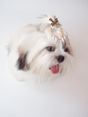 Long haired Shih Tzu puppy on white background