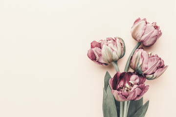 Lilac tulip flowers on pastel background.