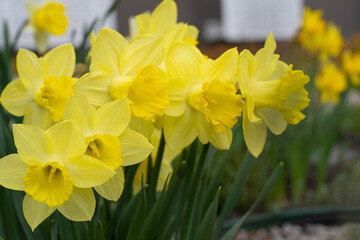 Fototapeta premium Yellow flowers daffodils in a flower bed. Spring flower Narcissus. Beautiful bush in the garden. Nature background. Spring flowering bulb Daffodil plants