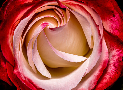 red rose close up