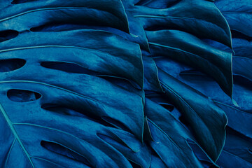 blue tropical foliage, monstera plant background
