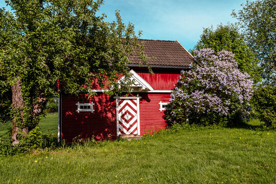 flowering lilacs in the garden
