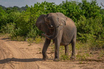 Obraz premium African bush elephant stands swinging trunk around