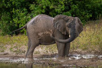 African bush elephant throwing mud over flank