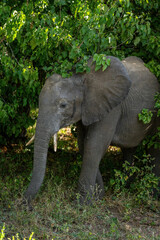 Fototapeta premium African bush elephant stands under leafy bush