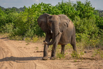 Fototapeta na wymiar African bush elephant stands staring on track