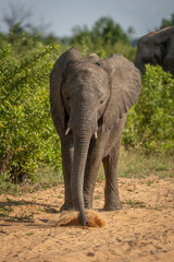Fototapeta premium African bush elephant sucks dust from track