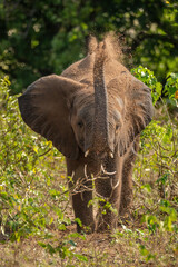 Fototapeta premium African bush elephant tosses earth over head