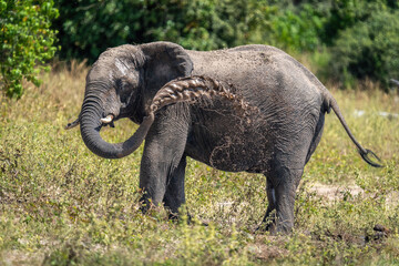 Naklejka na ściany i meble African bush elephant throws mud over flank