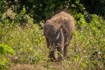 African bush elephant throws earth over itself