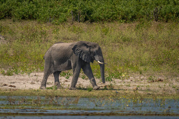 African bush elephant walking along sunny riverbank