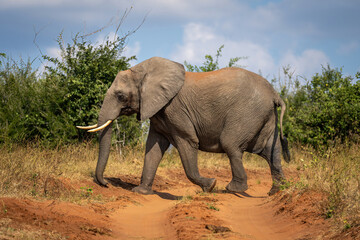 African bush elephant walks across sandy track