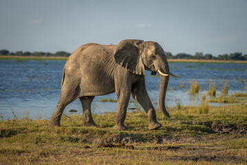 Fototapeta na wymiar African bush elephant walking along sunlit riverbank