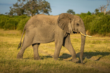Fototapeta na wymiar African bush elephant walks across sunny grassland