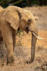 Close-up of African bush elephant on savannah