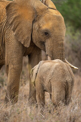 Close-up of African bush elephant with calf