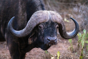 Close-up of Cape buffalo standing lowering head