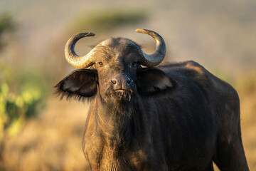 Naklejka premium Close-up of Cape buffalo standing on savannah