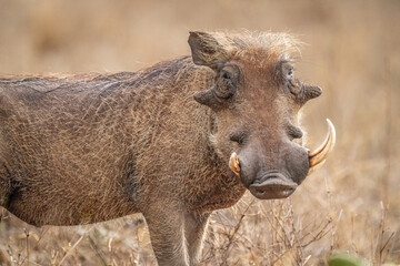 Close-up of common warthog with missing tusk