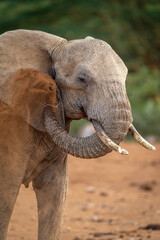 Close-up of elephant squirting dust over ear