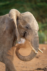 Close-up of elephant squirting dust with trunk