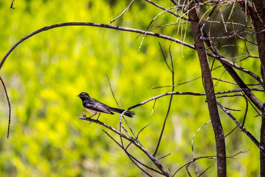 Small willy wagtail perched on a wooden branch of a tree in a park in sunlight