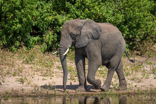 African bush elephant walking along sandy riverbank