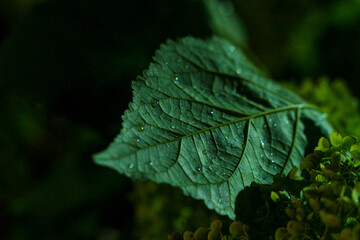 雨に濡れる紫陽花の葉