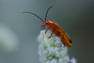 Common red soldier beetle or Bloodsucker beetle or Hogweed Bonking Beetle (Rhagonycha fulva)