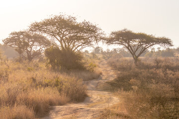 Obraz premium Game drive on dirt road in beautiful landscape scenery, South Africa.