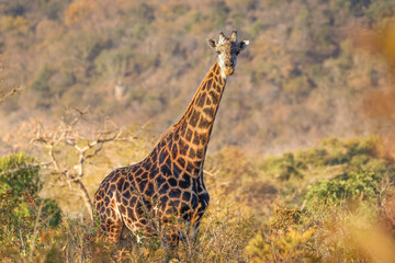 A giraffe ( Giraffa Camelopardalis) looking at the camera, Tomjachu Bush retreat, Mpumalanga, South Africa.