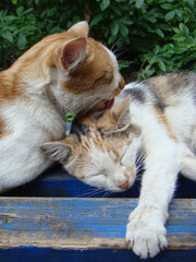 Lazy sleepy cat resting on day time, resting cat