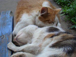 Lazy sleepy cat resting on day time, resting cat