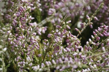 bee on lavender