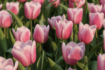 pink tulip field in spring